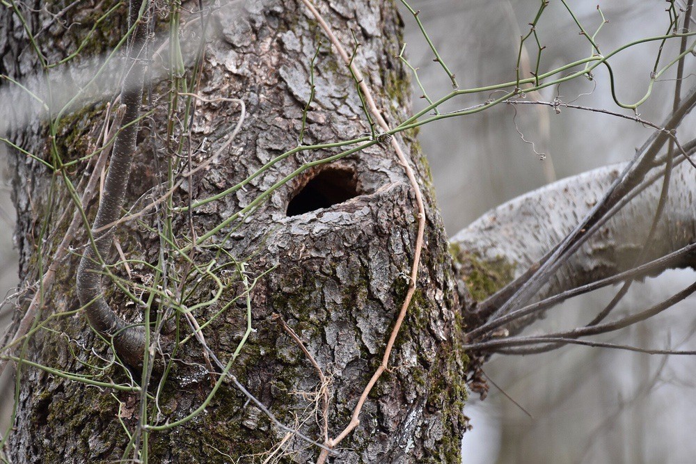 White-breasted nuthatch nest font hill by Lwolfartist is licensed under CC BY 2.0.
